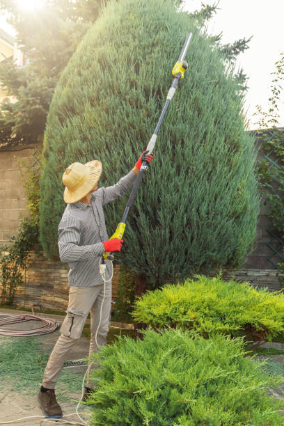 Best Artificial Turf Installation  in Severance, CO